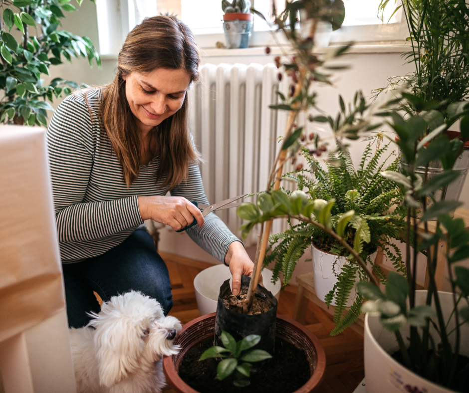 PetFriendly Plants for Your Home & Garden Alida's Pet Resort